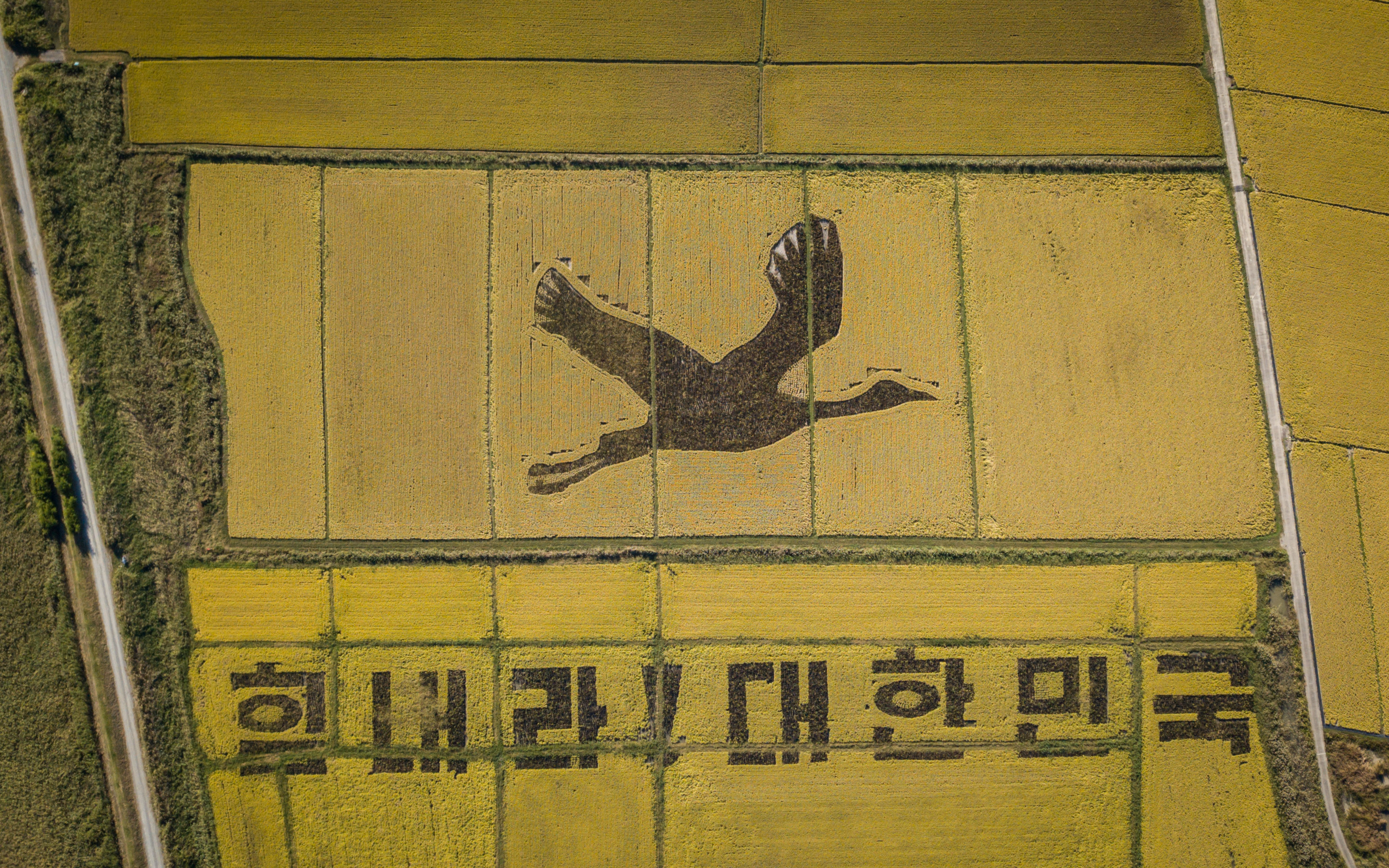 En Corée du Sud, des rizières deviennent des oeuvres d'art