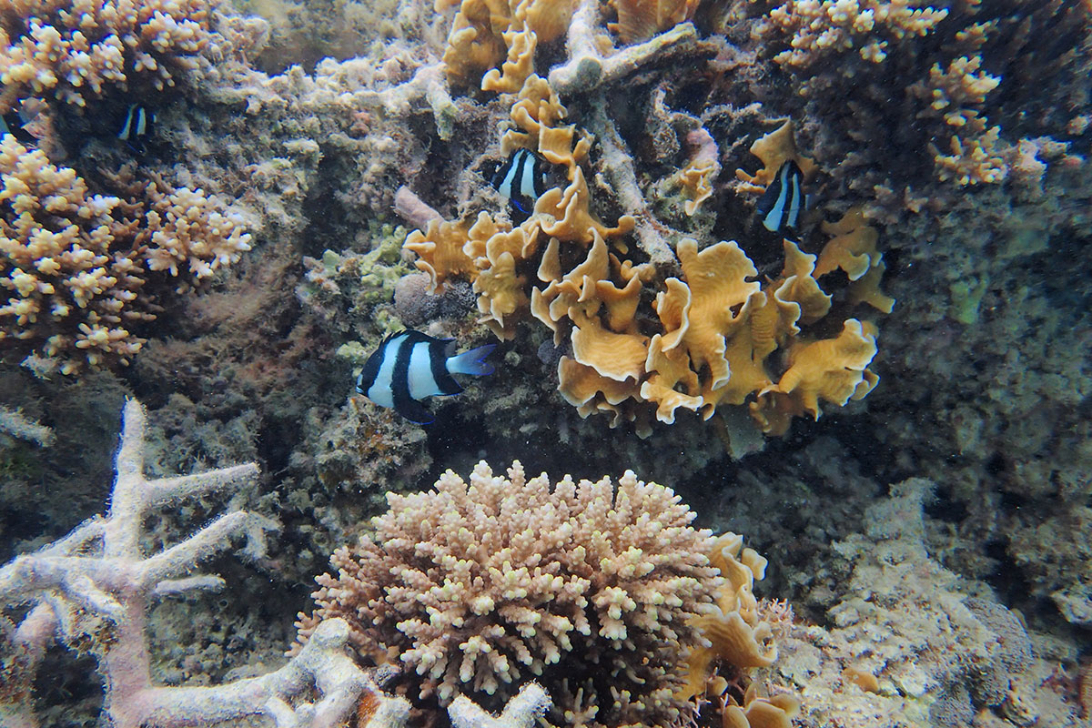 Australie: la moitié des coraux de la Grande Barrière ont péri en 25 ans