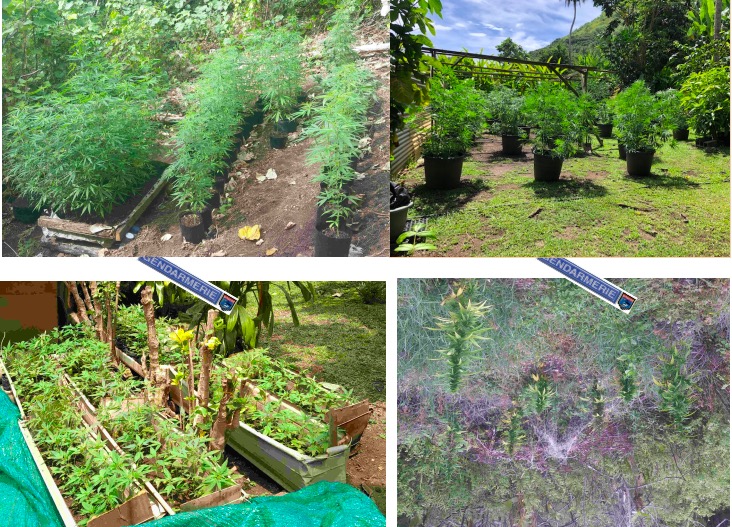 922 plants de paka saisis à Maupiti