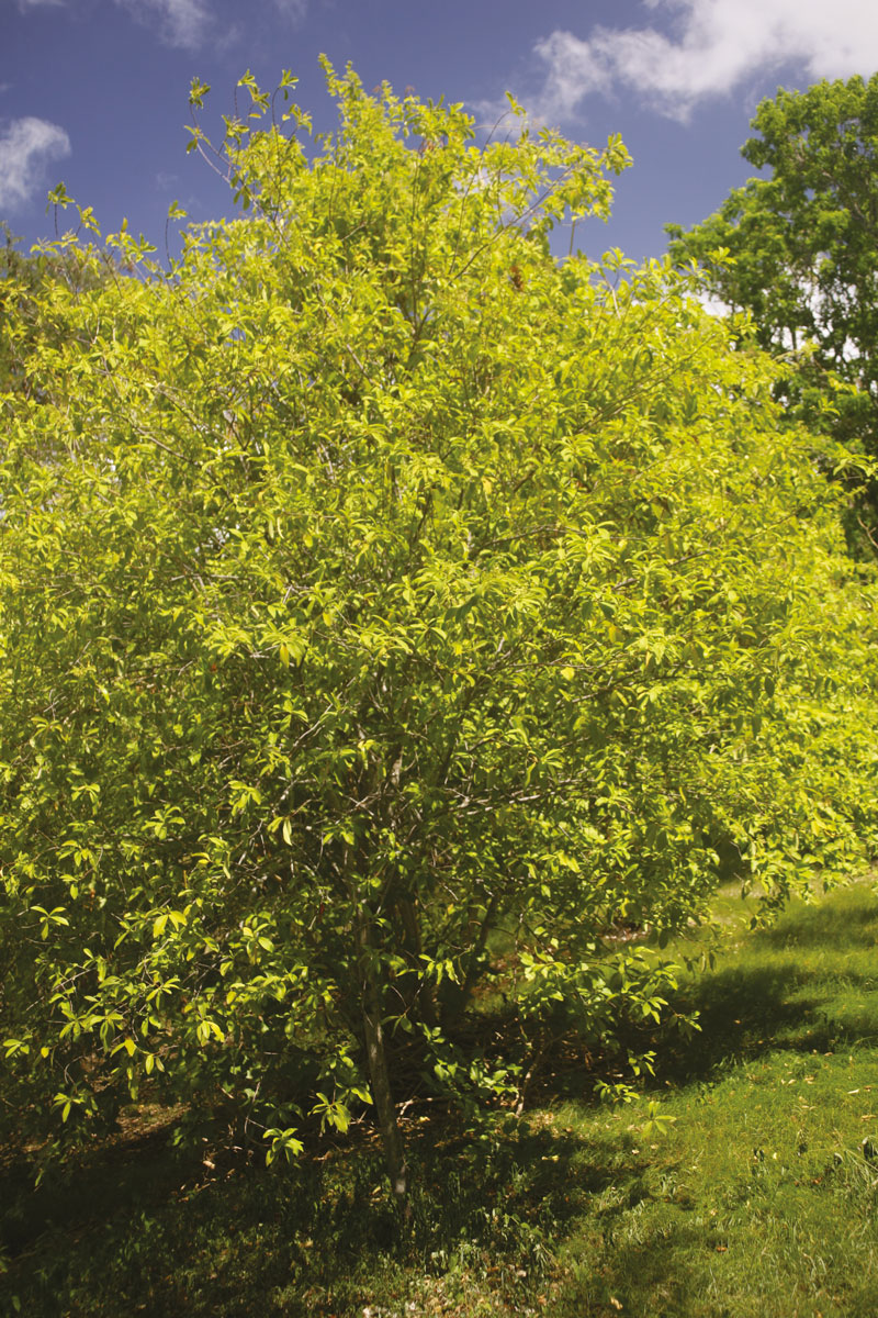 Un pied de santal à Nuku Hiva ; de Roquefeuil en recueillit 420 quintaux lors de son séjour aux Marquises, mais il n’en tira pas un prix satisfaisant une fois en Chine.