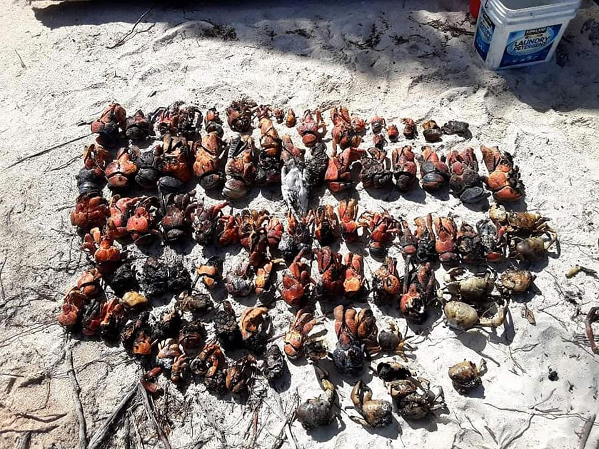 Rangiroa : Désolation au motu du Lagon bleu