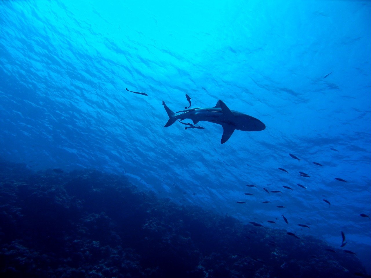 La Colombie interdira tout type de pêche au requin