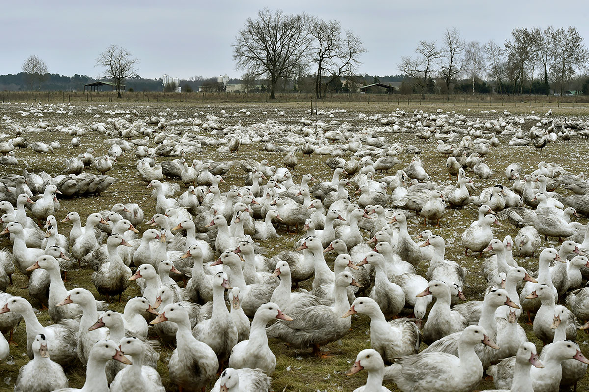 Grippe aviaire: un premier élevage de canards contaminé dans les Landes
