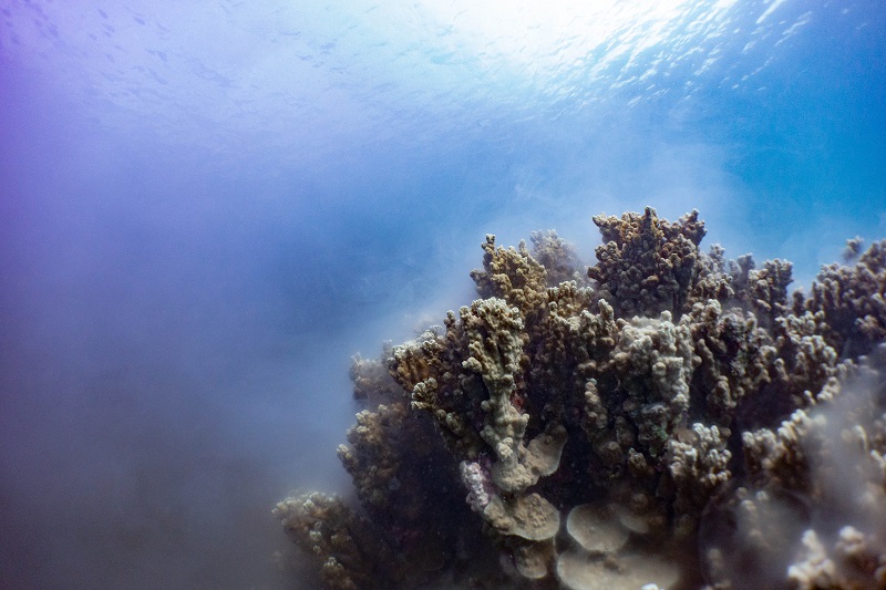 Crédit photo : Louis COSTES - Ponte à Papearii le 4 décembre 2020