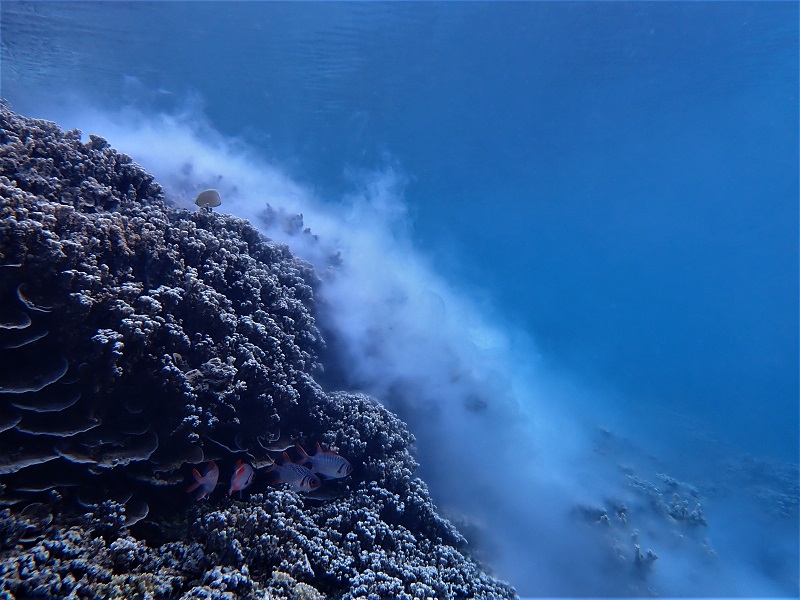 Crédit photo : Vetea LIAO