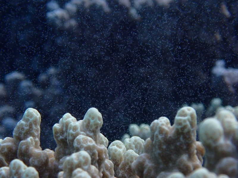 Crédit photo : Vetea LIAO - A Vairao on voit cette colonie femelle libérer des œufs bien plus discrets