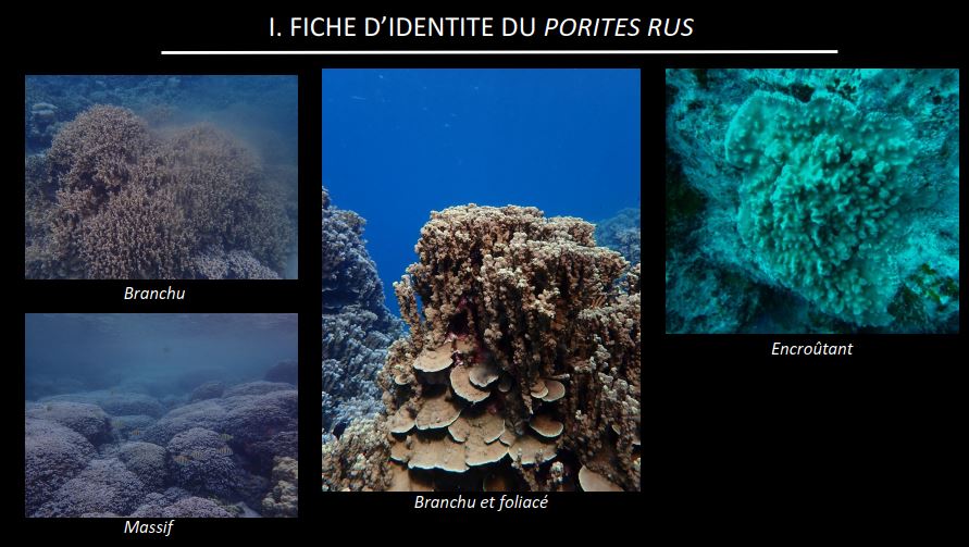 Ces coraux pondent dans toutes les îles de la Société en même temps