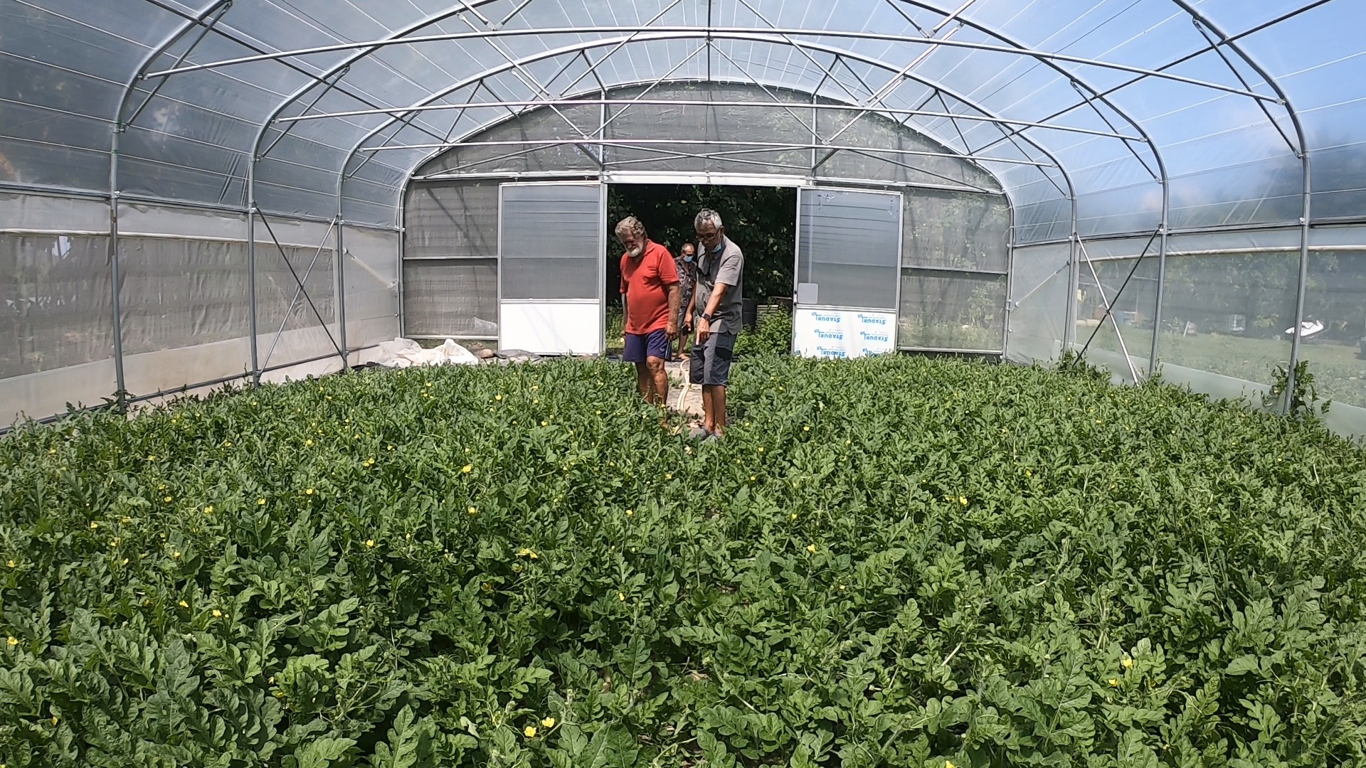 La pastèque veut vivre sous serre à Huahine