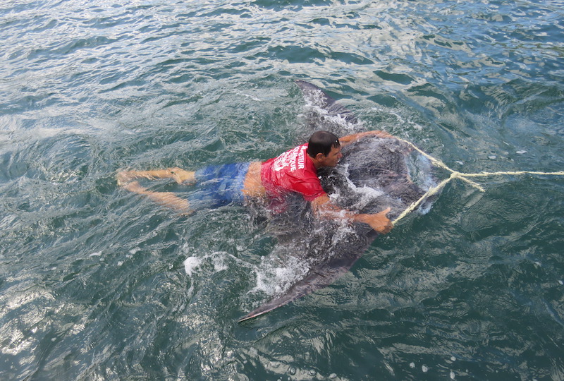 Une raie manta secourue par les pompiers à Opunohu