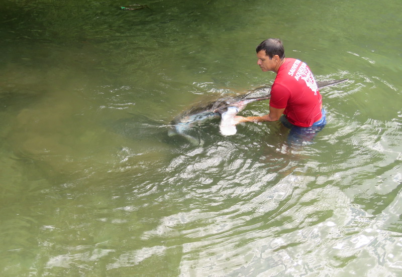 Une raie manta secourue par les pompiers à Opunohu