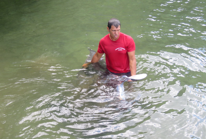 Une raie manta secourue par les pompiers à Opunohu