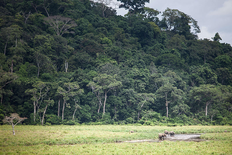 Dans la forêt vierge gabonaise, sur la piste des virus émergents