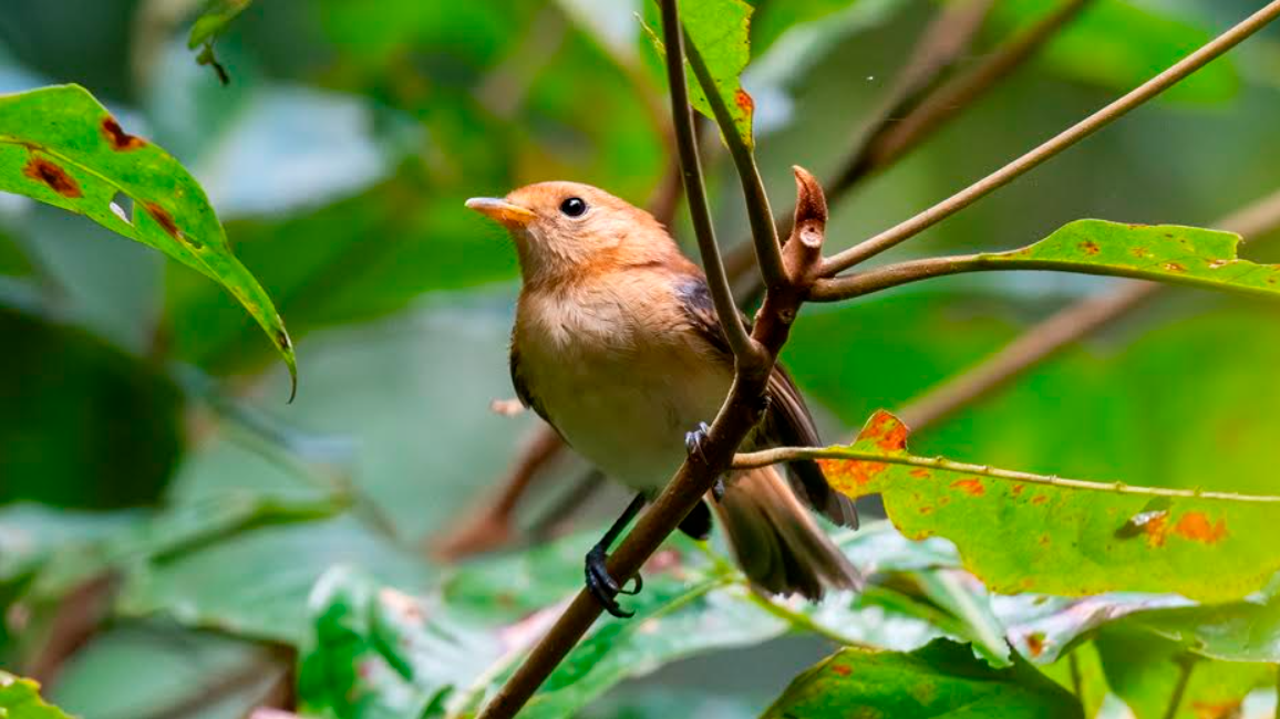 Le Monarque de Tahiti franchit la barre des 100 individus