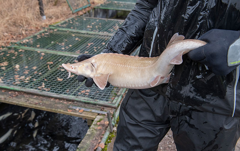 Le caviar blanc, trésor inattendu dans les Alpes autrichiennes