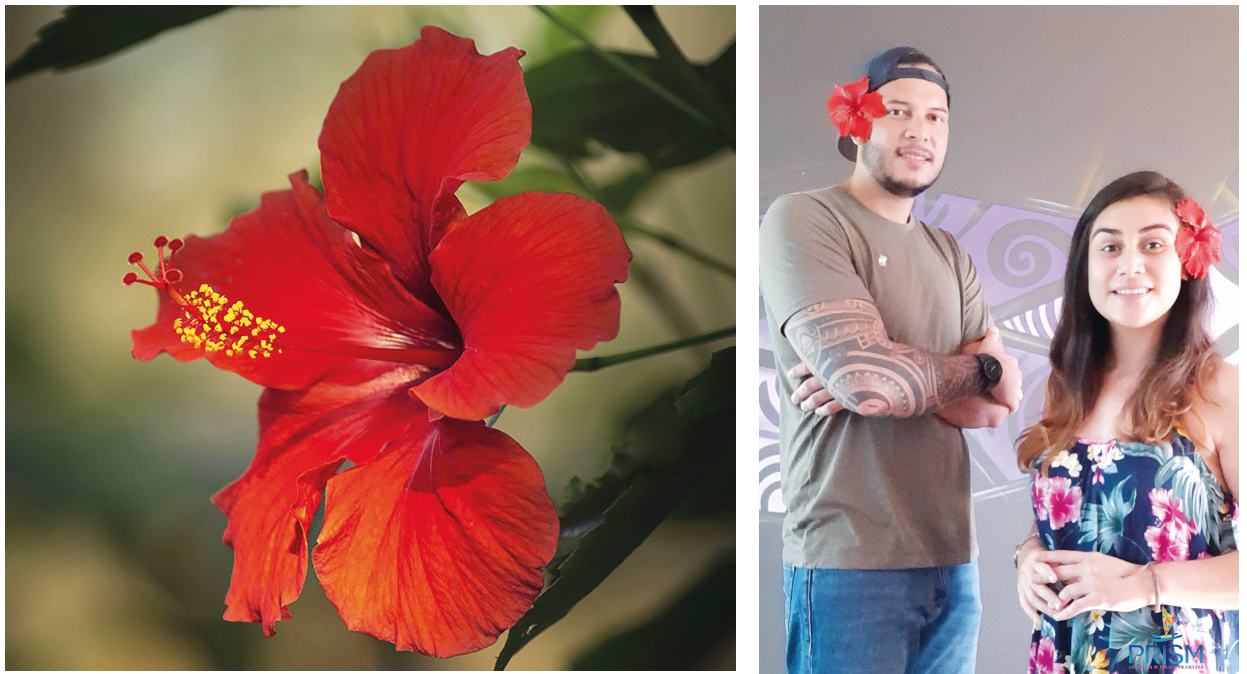 L'hibiscus, un trésor sous-exploité dans le viseur d'une start-up locale