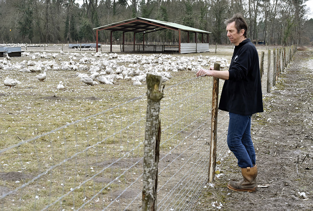 Grippe aviaire: des centaines de milliers de canards abattus ou en passe de l'être