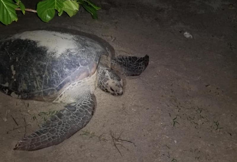 Le retour des pontes de tortues à Moorea