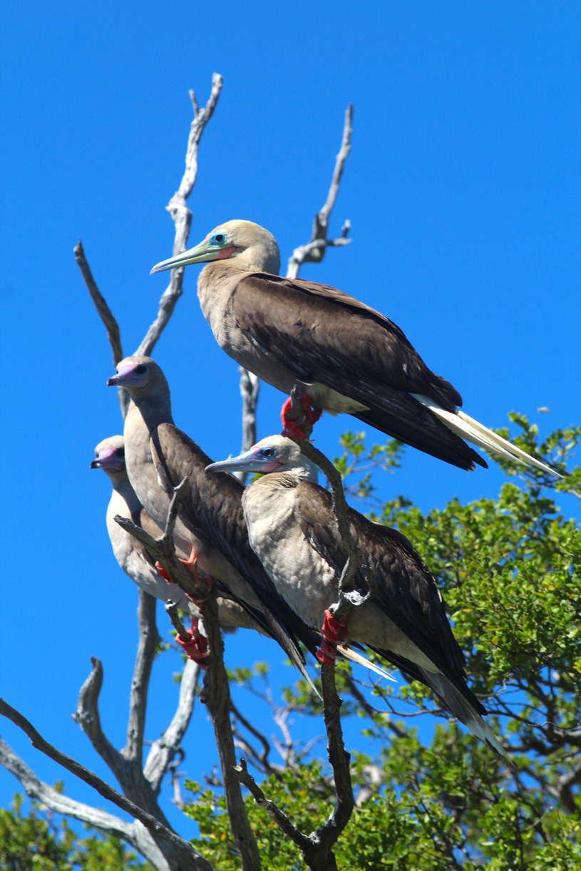 Imperturbables sentinelles veillant sur leurs congénères, des fous à pieds rouges ne se laisseront pas impressionner par l’objectif du photographe.