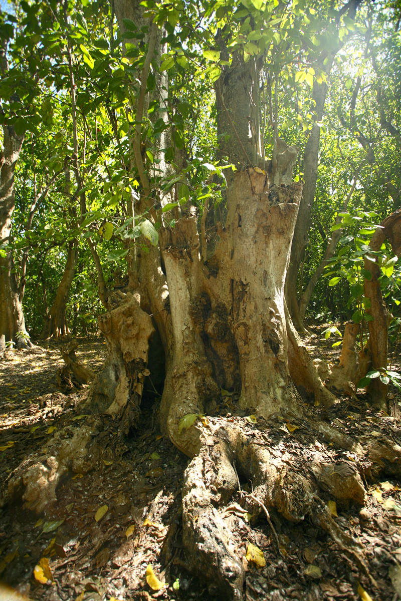 Ce vieux Pisonia grandis a souffert, perdant nombre de ses grosses branches. Sa base donne une idée de sa taille une fois adulte.