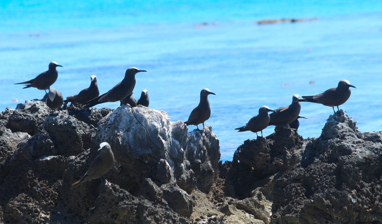 Quand ils ne sont pas en train de couver ou de pêcher, les noddis semblent s’accorder des pauses sur les coraux bordant le motu.