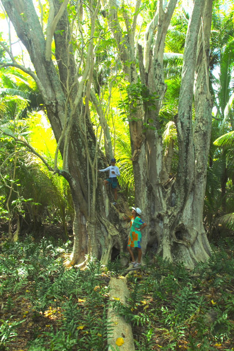 Parfois comparé au mape des îles hautes, le pu’atea prend souvent des dimensions très importantes comme en atteste ce spécimen généreux de formes.