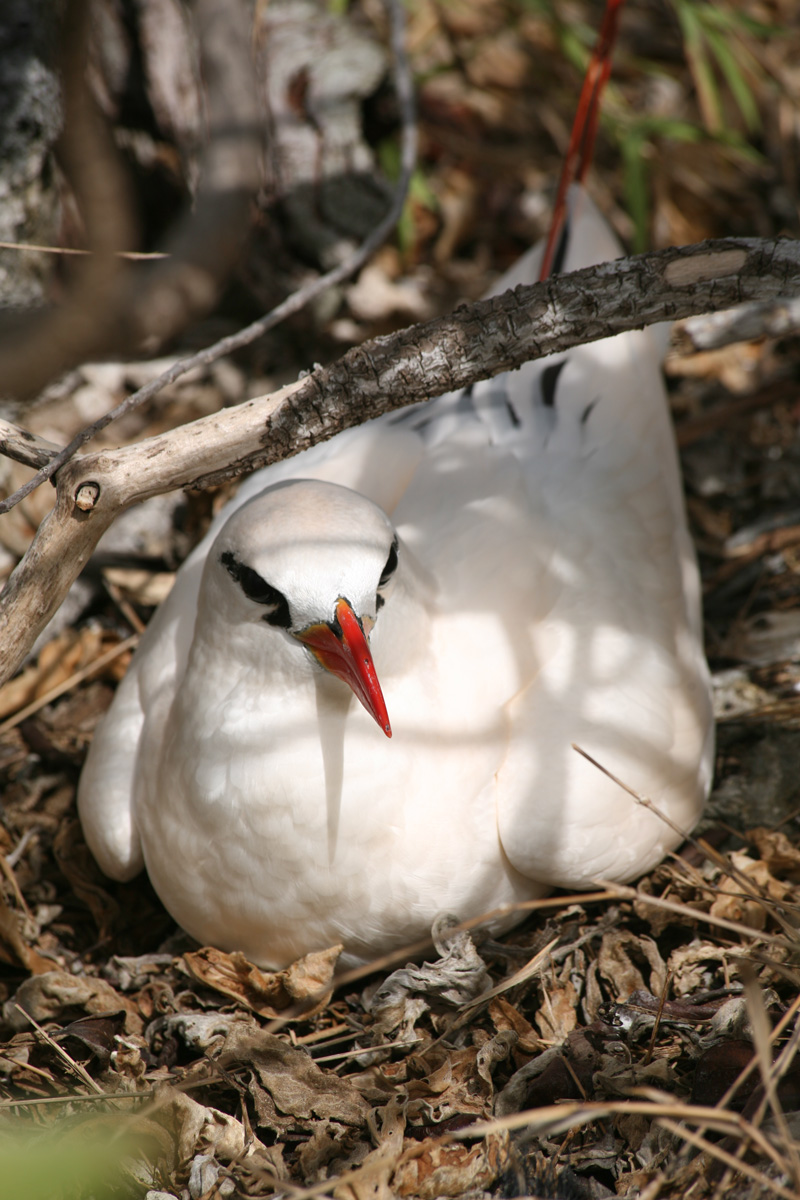 Un superbe phaéton à brins rouges (Phaethon rubricauda) photographié sur l’atoll de Fangataufa, l’île qui est sans doute l’une des plus riches réserves d’oiseaux marins de la Polynésie française, malgré son passé nucléaire.
