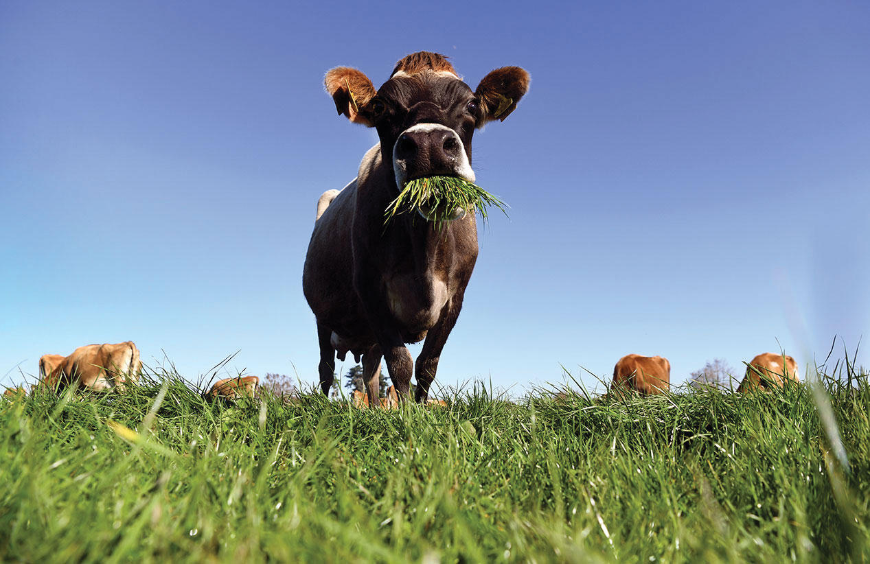 Moins de vaches, plus de voitures électriques: les pistes néo-zélandaises vers la neutralité carbone