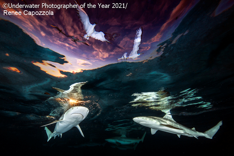 ​La photographie sous-marine de l'année dans le lagon de Moorea