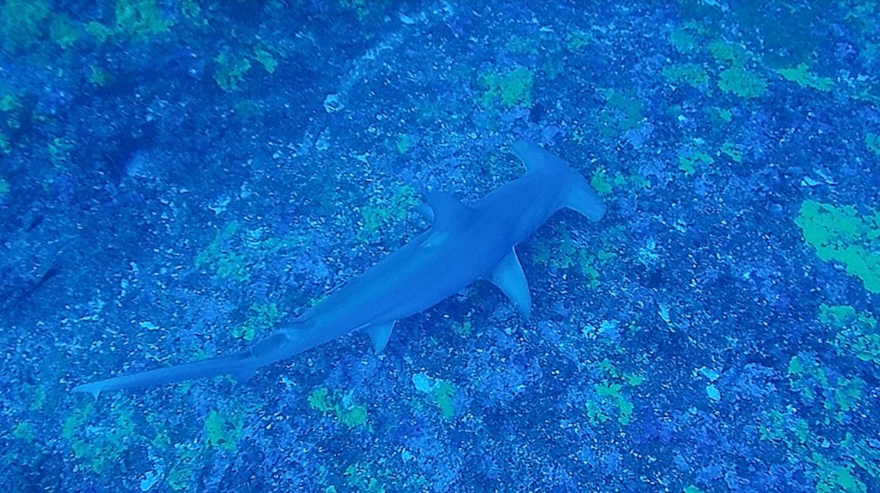 Rangiroa, l’escale mystérieuse du Grand requin-marteau