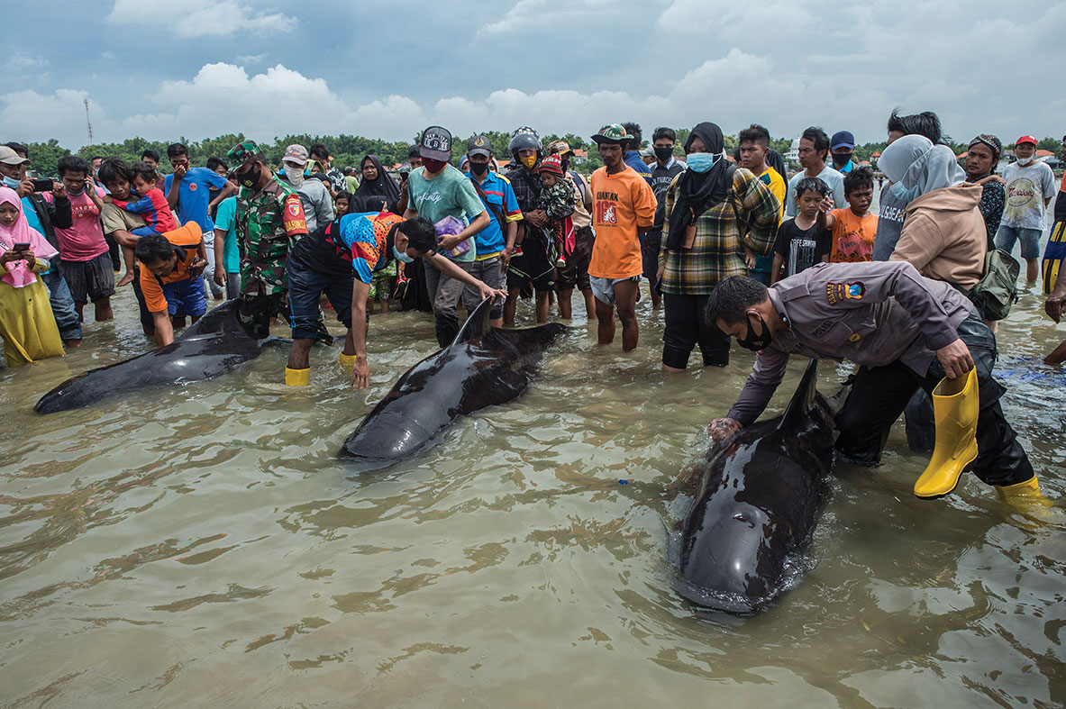 Indonésie : 46 baleines pilotes meurent sur une plage, trois sont sauvées