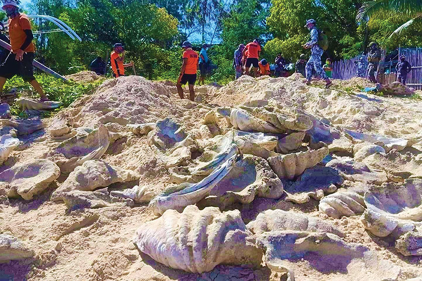 Philippines: saisie pour 2,7 millions d'euros de palourdes géantes