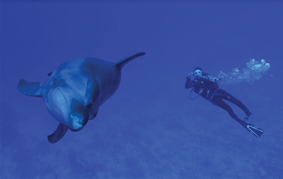 Crédit : Dauphins de Rangiroa