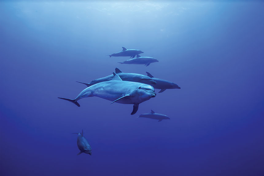 Une trentaine d'individus sont fidèles à la passe. Crédit : Dauphins de Rangiroa