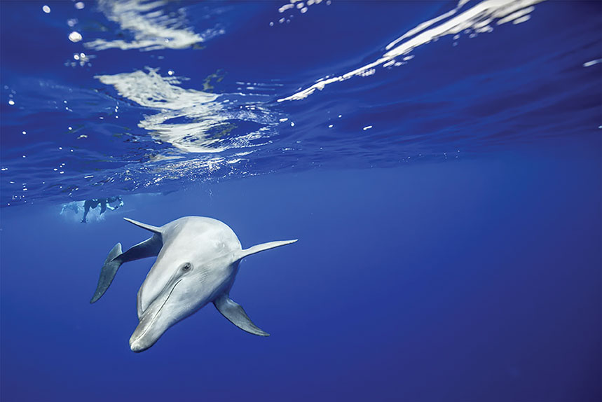 Crédit : Dauphins de Rangiroa