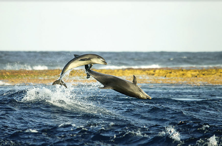 Crédit : Dauphins de Rangiroa