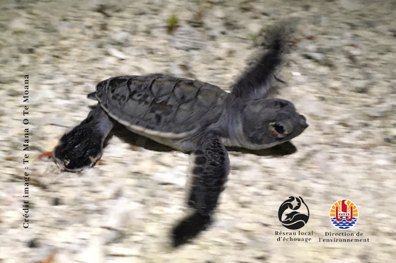 ​170 bébés tortues naissent à Moorea