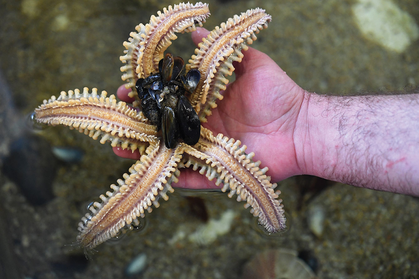 Fascinantes mais inquiétantes, les étoiles de mer se cherchent un avenir