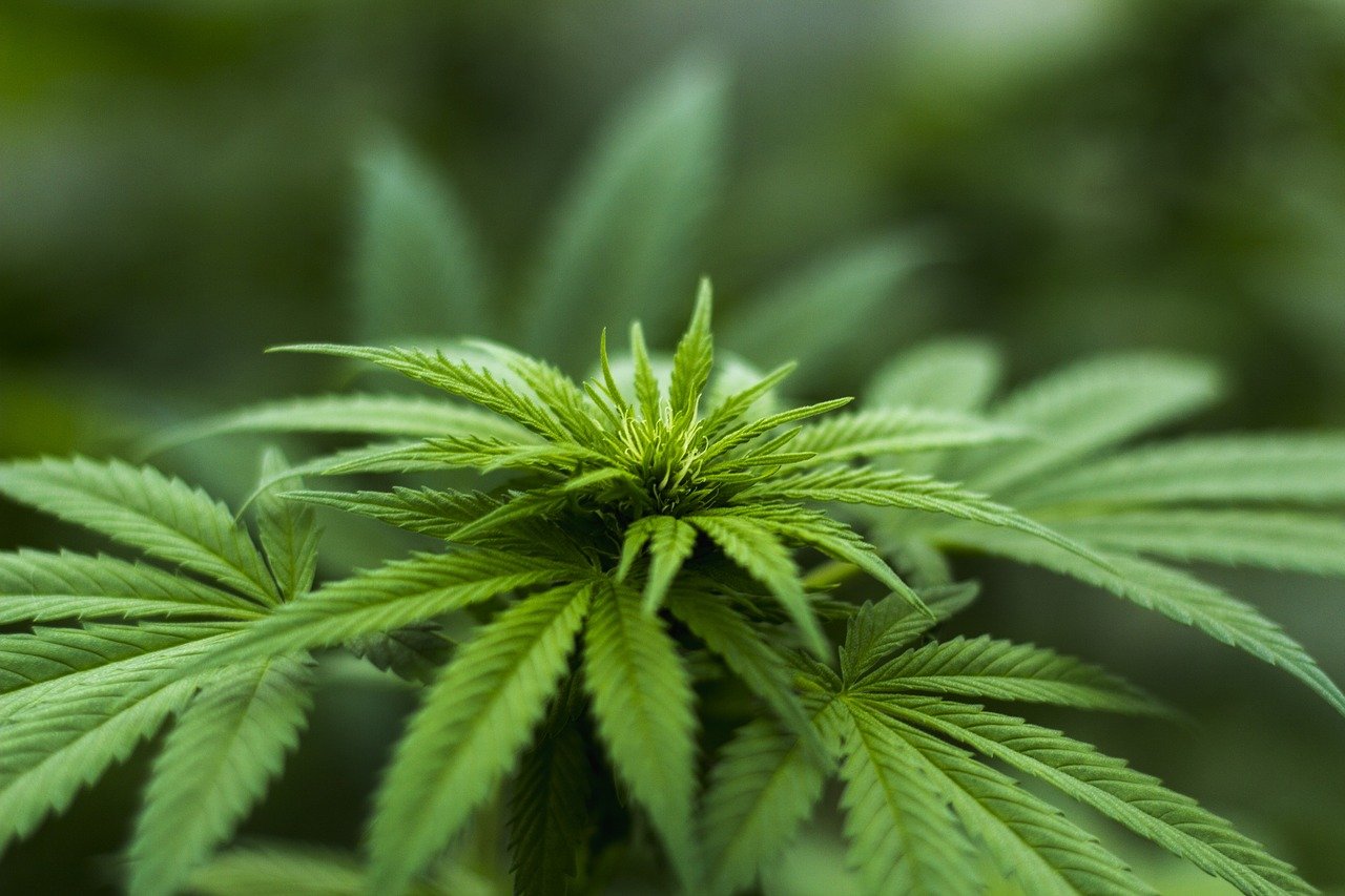 Légalisation du cannabis: "une fausse bonne idée" pour Castex