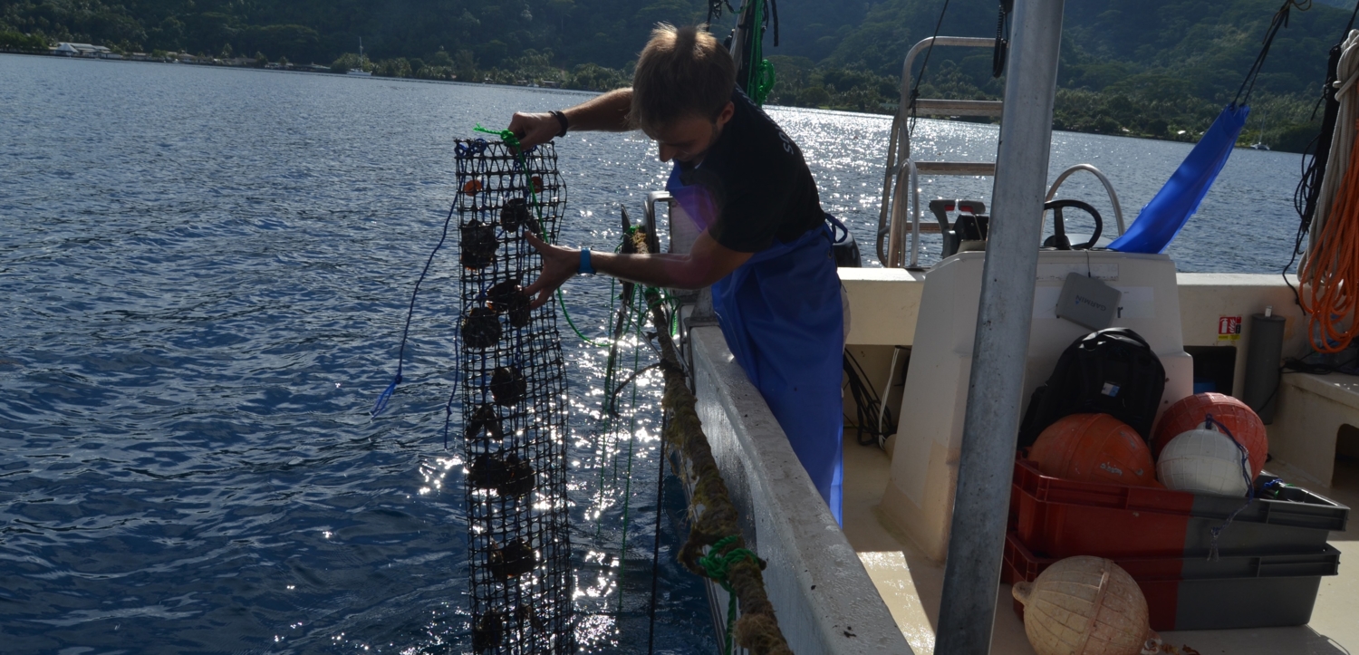 (Nono Lewis Tetaura, Ifremer)