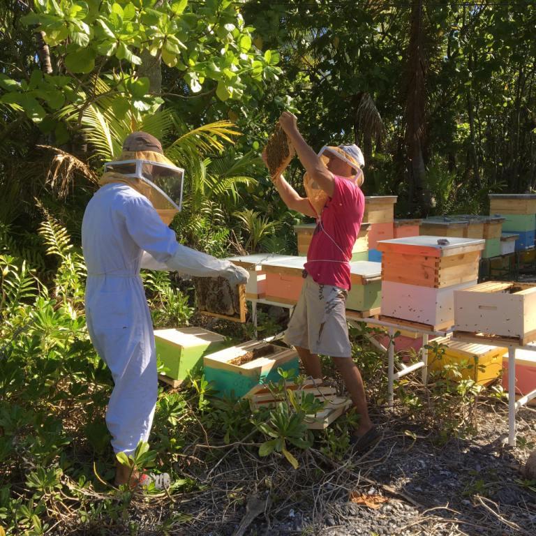 Adopte une ruche avec Miel des îles de Jean Sébastien Wan