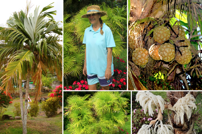 Patricia Frébault fut notre guide dans le vaste monde des palmiers. Elle en cultive une cinquantaine d’espèces, dont de très rares, à Puunui où elle réside.