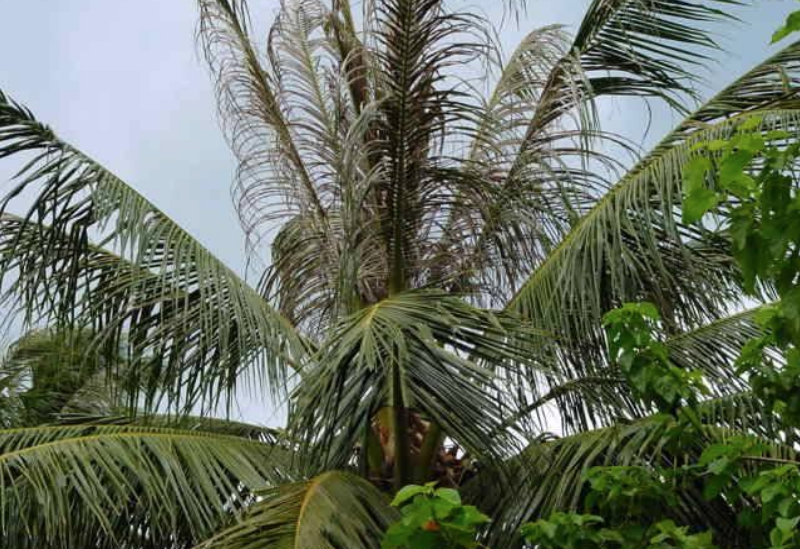 ​De nouveaux lâchers de micro-guêpes contre l'hispine des cocotiers