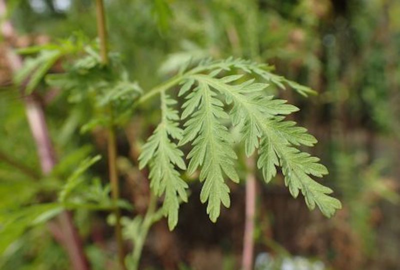 ​L'Artemisia, la plante aux vertus anti-Covid autorisée au fenua