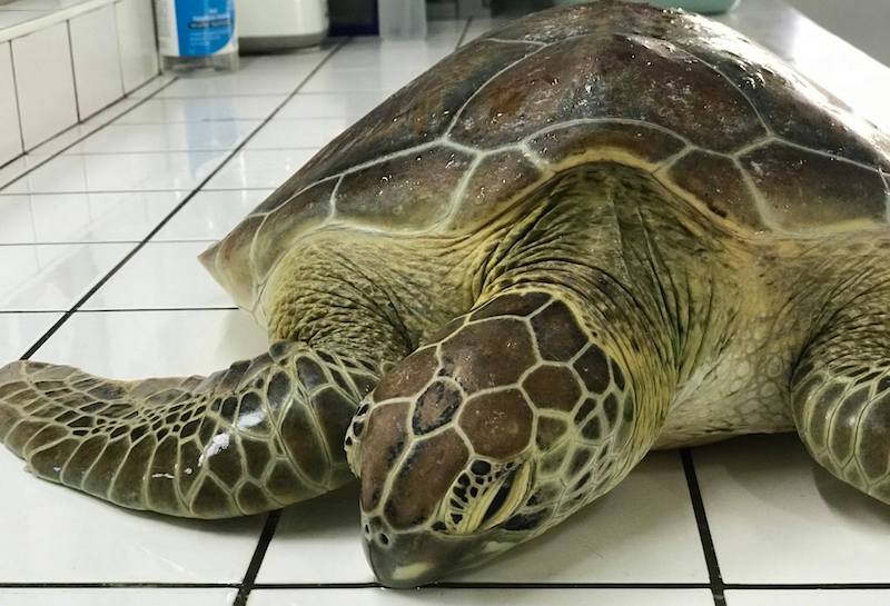 Une tortue fléchée recueillie à Moorea