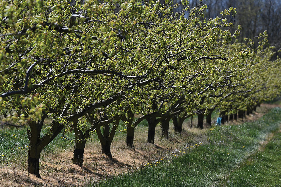 Nuit de gel catastrophique pour les arboriculteurs de la vallée du Rhône