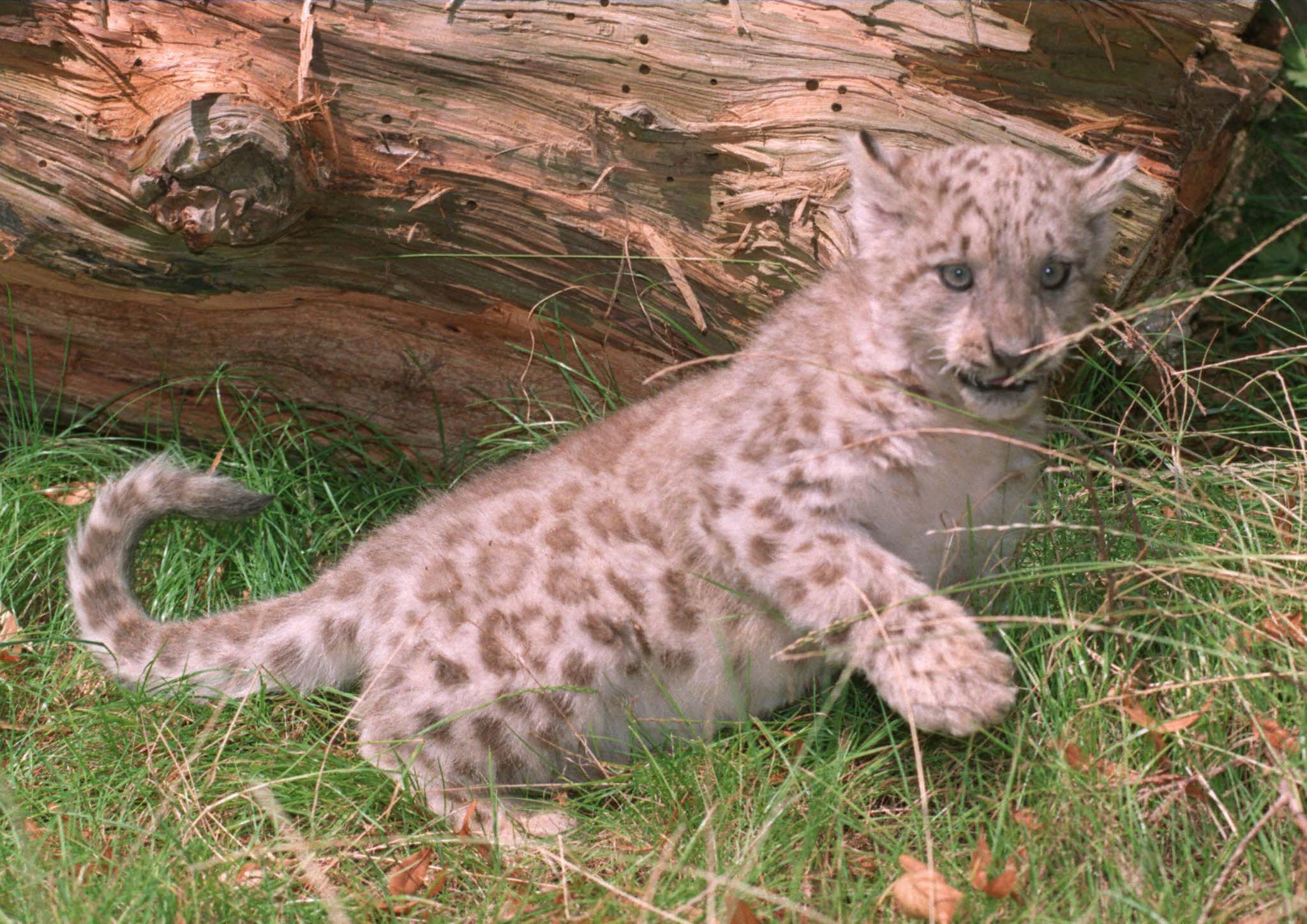 Les espèces endémiques sauvages menacées par le réchauffement climatique