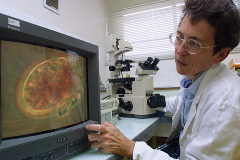 Une microalgue toxique pour l'homme, aussi nuisible aux huîtres et poissons