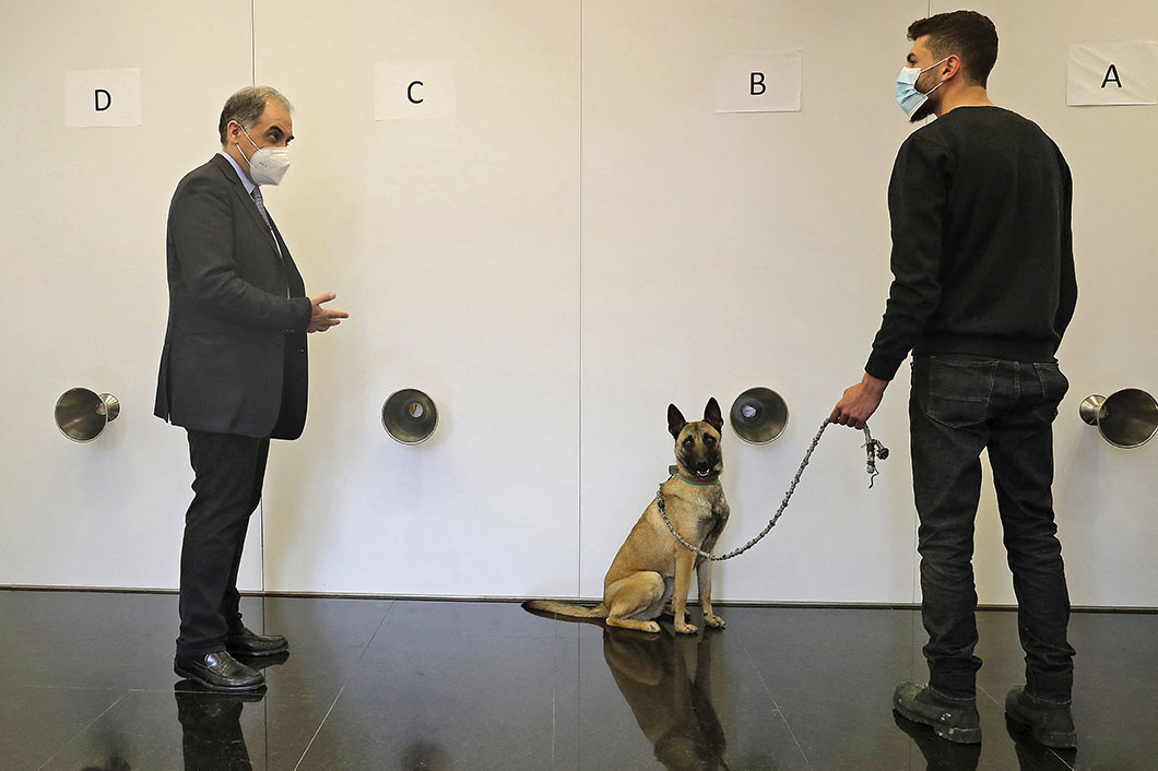 Un médecin libanais mise sur le flair des chiens pour freiner le coronavirus