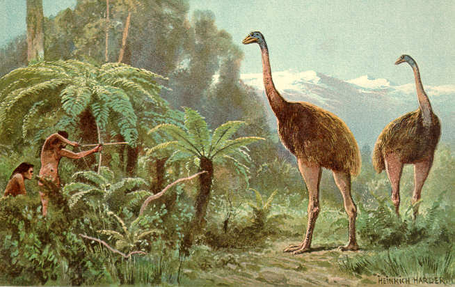 Cette peinture d’Heinrich Harder montre ce que dut être la chasse aux moas par les Maoris ; il ne leur fallut qu’un siècle pour décimer complètement les neuf espèces de moas, détruisant les oiseaux comme leurs œufs...