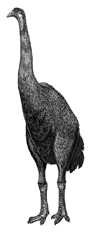 La plus grande espèce de moas produisait des spécimens de plus de 3,50 m de hauteur. Mais les spécialistes pensent que le moa avait un mode de vie très proche de celui du kiwi. Il ne se tenait donc pas dressé, comme sur cette photo, mais le bec près du sol, comme une poule picorant en quelque sorte...